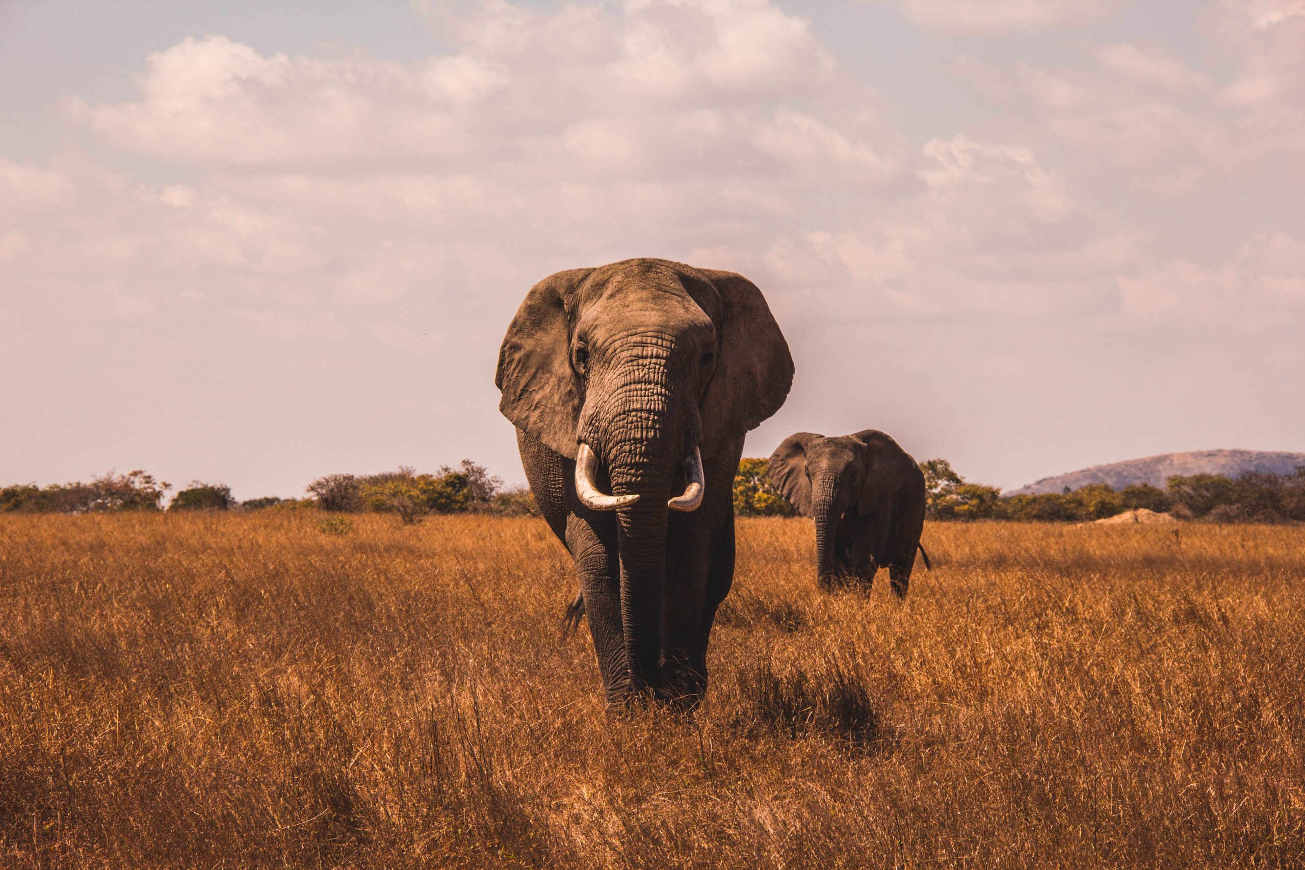 Safari in Africa - elephant