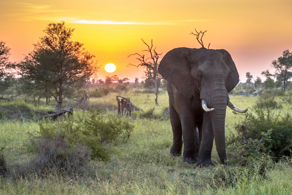 Kruger safari